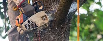 Best Lawn Pest Prevention  in New Brunswick, NJ