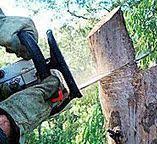 Best Tree and Shrub Care  in New Brunswick, NJ