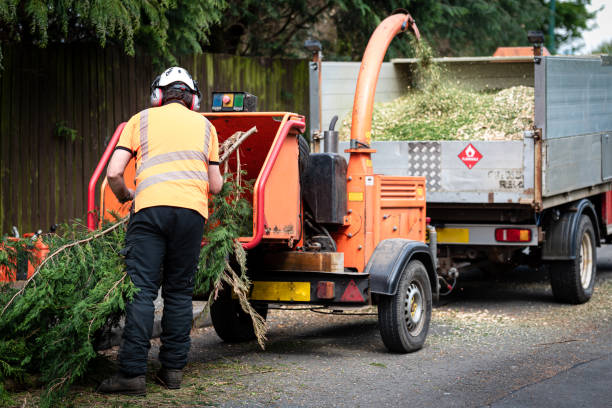 Best Storm Damage Tree Cleanup  in New Brunswick, NJ