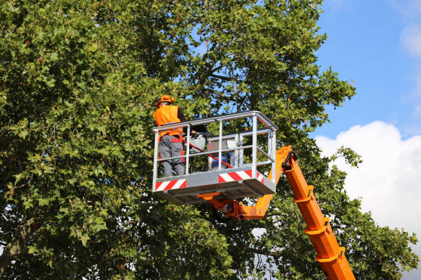 Best Tree Mulching  in New Brunswick, NJ