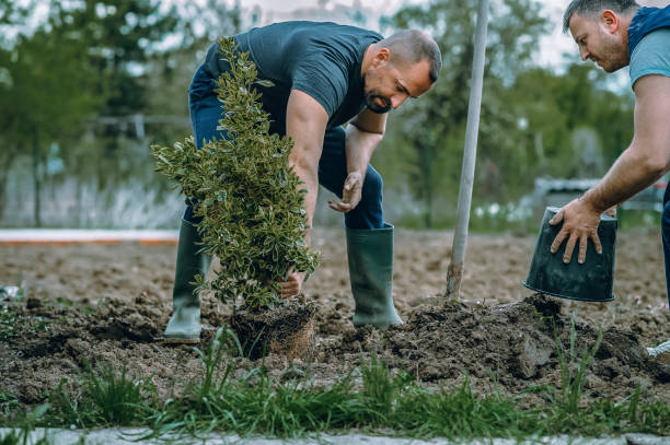 Reliable New Brunswick, NJ Tree Services Solutions
