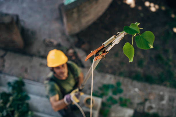 Best Tree Disease Treatment  in New Brunswick, NJ