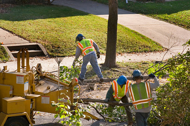 Best Tree Risk Assessment  in New Brunswick, NJ