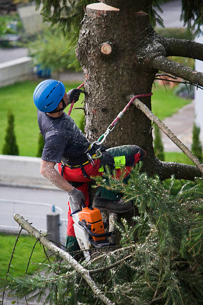 Best Emergency Tree Removal  in New Brunswick, NJ