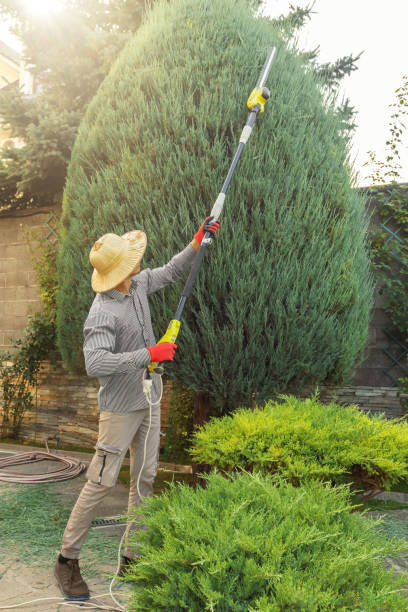 Best Tree Cabling and Bracing  in New Brunswick, NJ
