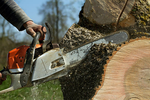 How Our Tree Care Process Works  in  New Brunswick, NJ