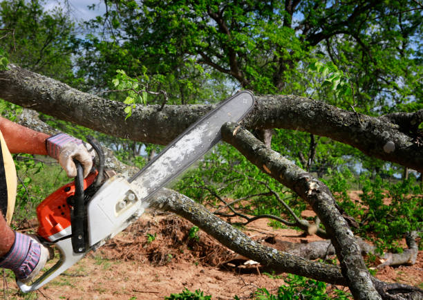 Best Lawn Grading and Leveling  in New Brunswick, NJ