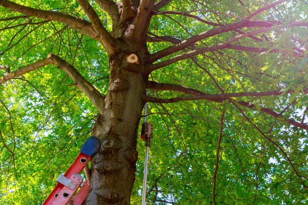 Best Tree Preservation Services  in New Brunswick, NJ